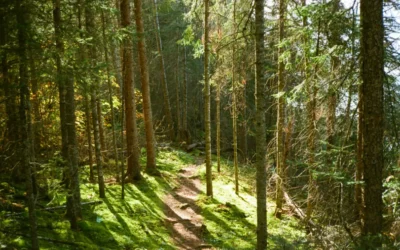 Guided imagery may be best described as: