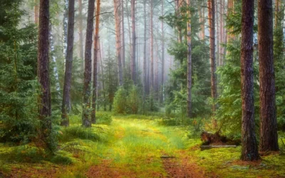 Using Nature as medicine. How Nature improves human health and well-being.