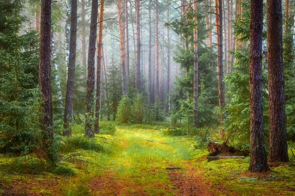 Using Nature as medicine. How Nature improves human health and well-being.
